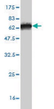 Monoclonal Anti-ITPK1 antibody produced in mouse clone 2C8, purified immunoglobulin, buffered aqueous solution