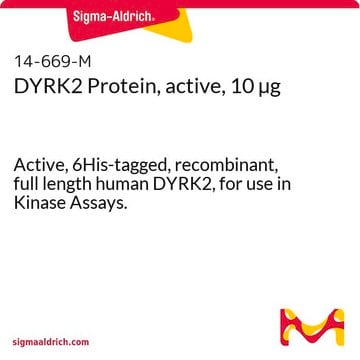 DYRK2 Protein, active, 10 &#181;g Active, 6His-tagged, recombinant, full length human DYRK2, for use in Kinase Assays.