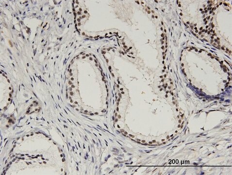 Monoclonal Anti-STK6 antibody produced in mouse clone 5F8, purified immunoglobulin, buffered aqueous solution