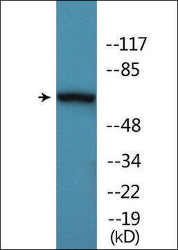 Anti-phospho-AKT1/3 (pTyr437/434) antibody produced in rabbit affinity isolated antibody