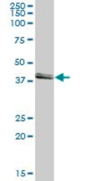 Anti-ASCC1 antibody produced in mouse IgG fraction of antiserum, buffered aqueous solution