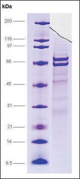 MKP3, GST tagged human recombinant, expressed in E. coli, &#8805;85% (SDS-PAGE)