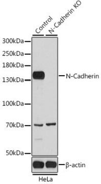 Anti-N Cadherin antibody produced in rabbit