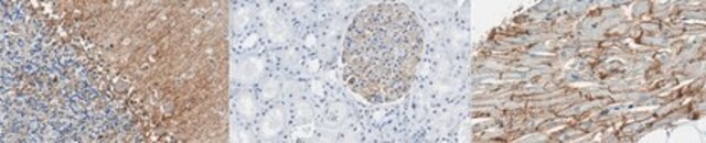 Anti-Connexin 43 Antibody, CT Antibody, clone 1C5.1 clone 1C5.1, from mouse