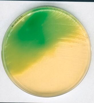 GranuCult&#174; plus Letheen-Agar Base modified according to FDA-BAM, suitable for microbiology