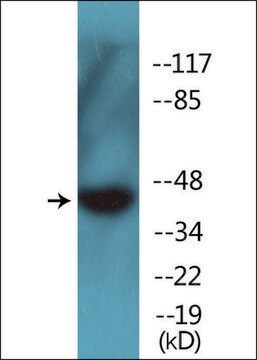 Anti-phospho-GIRK1/KIR3.1/KCNJ3 (pSer185) antibody produced in rabbit affinity isolated antibody