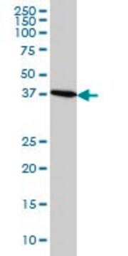 Monoclonal Anti-CDX4 antibody produced in mouse clone 1G12, purified immunoglobulin, buffered aqueous solution