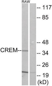 Anti-CREM antibody produced in rabbit affinity isolated antibody