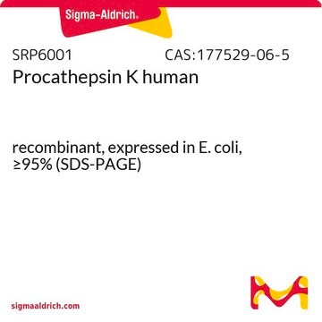 Procathepsin K human recombinant, expressed in E. coli, &#8805;95% (SDS-PAGE)