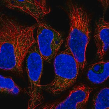 Anti-RNF5 antibody produced in rabbit Prestige Antibodies&#174; Powered by Atlas Antibodies, affinity isolated antibody