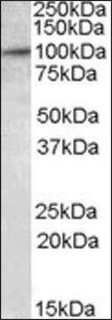 Anti-E2F7 antibody produced in goat affinity isolated antibody, buffered aqueous solution