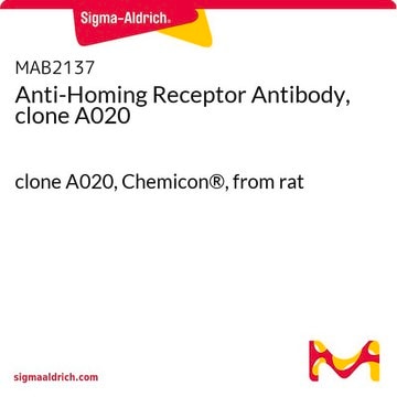 Anti-Homing Receptor Antibody, clone A020 clone A020, Chemicon&#174;, from rat