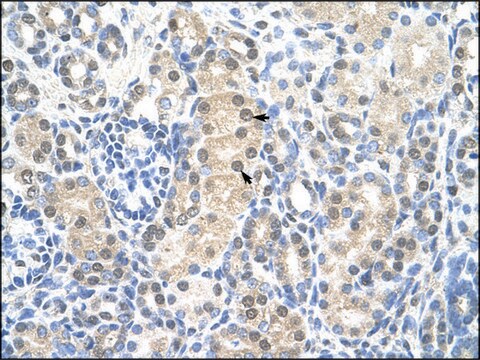 Anti-MCM7 (AB1) antibody produced in rabbit IgG fraction of antiserum