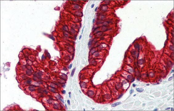 Anti-SP3 antibody produced in rabbit affinity isolated antibody