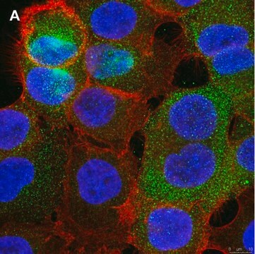 抗PVR (CD155) 抗体 クローン4B3 ZooMAb&#174;ウサギモノクローナル recombinant, expressed in HEK 293 cells