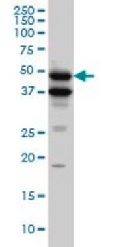 Monoclonal Anti-BMP7 antibody produced in mouse clone M1-F8, purified immunoglobulin, buffered aqueous solution