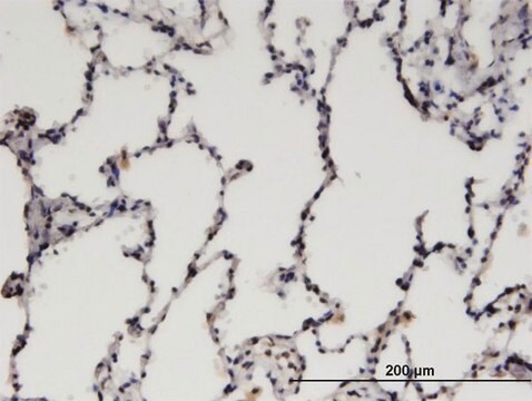 Monoclonal Anti-CDC2L6, (N-terminal) antibody produced in mouse clone 3D7, purified immunoglobulin, buffered aqueous solution