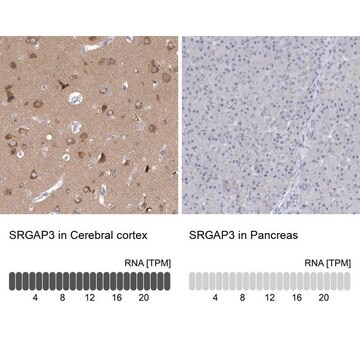 Anti-SRGAP3 antibody produced in rabbit Prestige Antibodies&#174; Powered by Atlas Antibodies, affinity isolated antibody, buffered aqueous glycerol solution