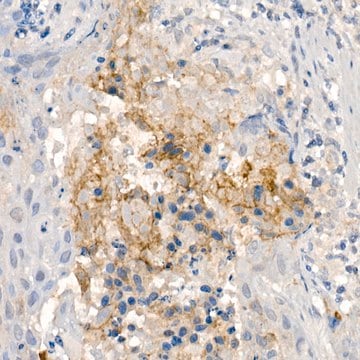 Anti-CNTN4 Antibody, clone 9Q7X9, Rabbit Monoclonal