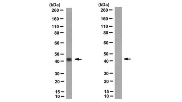 Anti-Inntag 5 (IT5) Antibody, clone R19/8-11/18 clone R19/8-11/18, from mouse