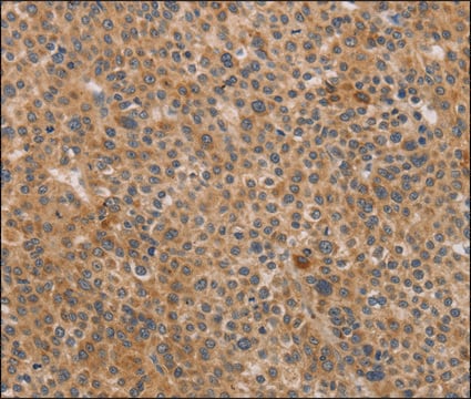 Anti-CDK11A/CDK11B antibody produced in rabbit affinity isolated antibody