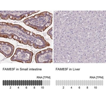 Anti-FAM83F antibody produced in rabbit Prestige Antibodies&#174; Powered by Atlas Antibodies, affinity isolated antibody, buffered aqueous glycerol solution