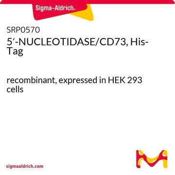 5&#8242;-NUCLEOTIDASE/CD73, His-Tag recombinant, expressed in HEK 293 cells