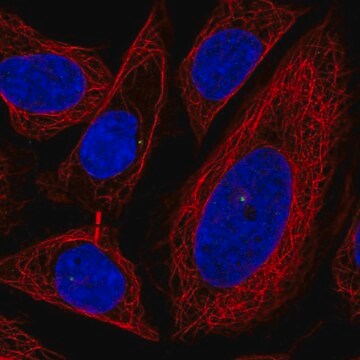 Anti-POFUT1 antibody produced in rabbit Prestige Antibodies&#174; Powered by Atlas Antibodies, affinity isolated antibody