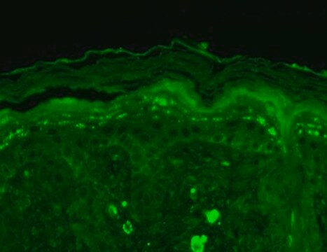 Monoclonal Anti-SHANK3 antibody produced in mouse clone S72-16, 1&#160;mg/mL, purified immunoglobulin