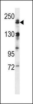 ANTI-MEKK4 (CENTER C1081) antibody produced in rabbit affinity isolated antibody, buffered aqueous solution