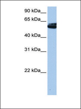 Anti-NOVA1 antibody produced in rabbit affinity isolated antibody