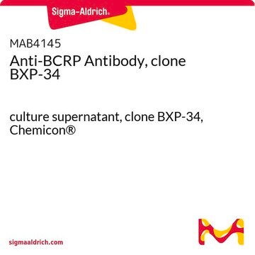 Anti-BCRP Antibody, clone BXP-34 culture supernatant, clone BXP-34, Chemicon&#174;