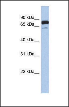 Anti-MTMR12 antibody produced in rabbit affinity isolated antibody