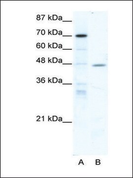 Anti-NR2F6 antibody produced in rabbit IgG fraction of antiserum