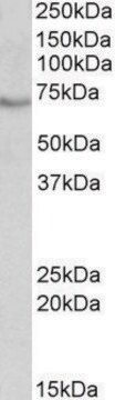 Anti-BIRC3 antibody produced in goat affinity isolated antibody, buffered aqueous solution