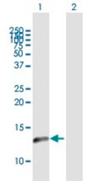 Anti-NDUFA5 antibody produced in mouse purified immunoglobulin, buffered aqueous solution