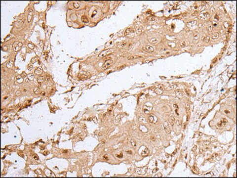 Anti-HOXC9 affinity isolated antibody