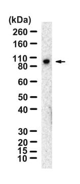 Anti-Nibrin/NBS1 Antibody, clone 3L23 ZooMAb&#174; Rabbit Monoclonal recombinant, expressed in HEK 293 cells