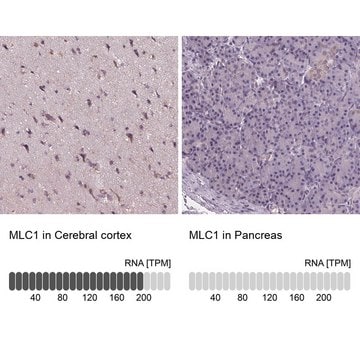 Anti-MLC1 antibody produced in rabbit Prestige Antibodies&#174; Powered by Atlas Antibodies, affinity isolated antibody, buffered aqueous glycerol solution