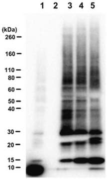 MultiDsk-Ubiquitin-binding protein reagent This MultiDsk-Ubiquitin-binding protein reagent is validated for use in Affinity Precipitation Assays for the pull-down of mono- and poly-ubiquitinated proteins.