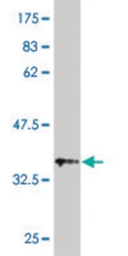 Monoclonal Anti-UGT1A3 antibody produced in mouse clone 1C10, purified immunoglobulin, buffered aqueous solution