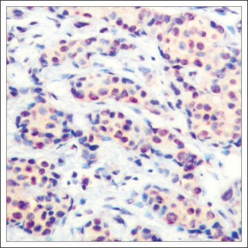 Anti-JUND (Ab-255) antibody produced in rabbit affinity isolated antibody