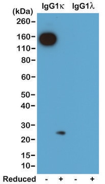 Anti-Mouse Ig Kappa Light Chain antibody, Rabbit monoclonal recombinant, expressed in HEK 293 cells, clone RM103, purified immunoglobulin