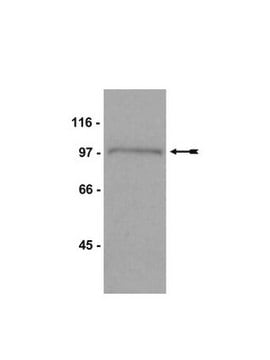 Anti-Mps1 Antibody, CT, clone 4-112-3 clone 4-112-3, Upstate&#174;, from mouse