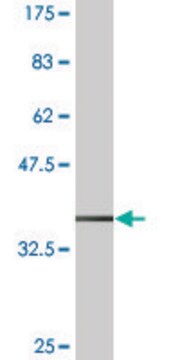 Monoclonal Anti-HOXC5, (N-terminal) antibody produced in mouse clone 1E10, purified immunoglobulin, buffered aqueous solution