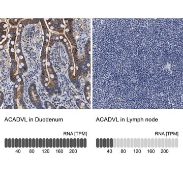 Anti-ACADVL antibody produced in rabbit Prestige Antibodies&#174; Powered by Atlas Antibodies, affinity isolated antibody, buffered aqueous glycerol solution, Ab2