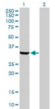 Anti-ANXA5 antibody produced in rabbit purified immunoglobulin, buffered aqueous solution