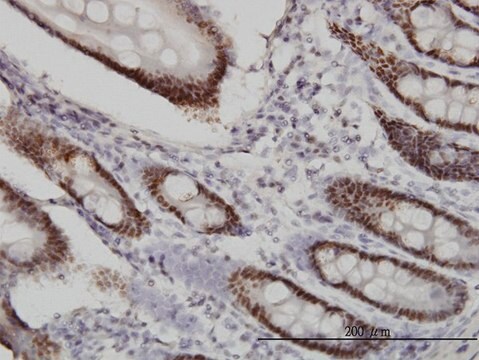 Monoclonal Anti-WDR4 antibody produced in mouse clone 1F9, purified immunoglobulin, buffered aqueous solution