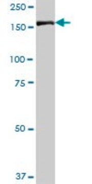 Anti-IQGAP3 antibody produced in mouse purified immunoglobulin, buffered aqueous solution