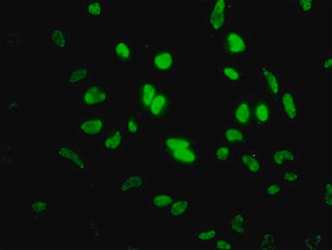 Monoclonal Anti-ID1 antibody produced in mouse clone 1F7, purified immunoglobulin, buffered aqueous solution